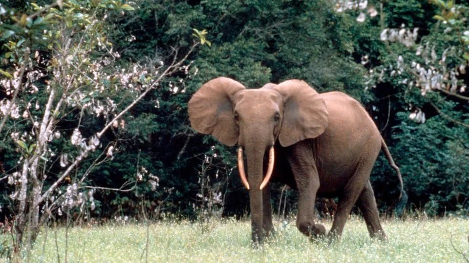 African Forest Elephant in Tanzania